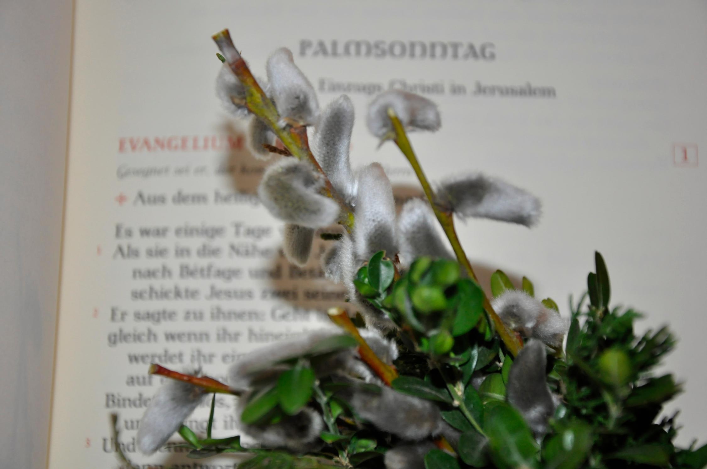 Evangelium am Palmsonntag