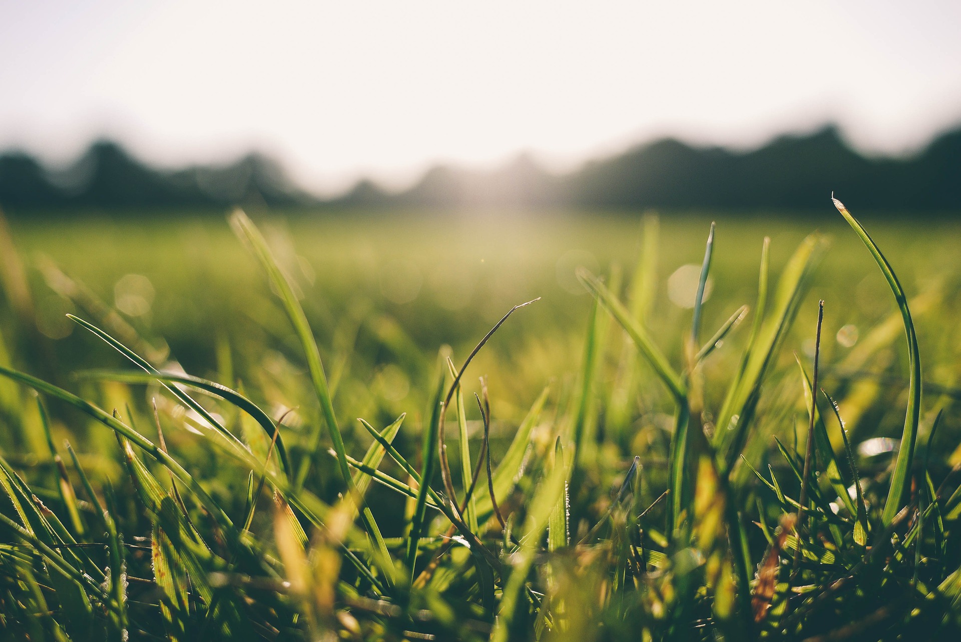 Gras im Morgentau