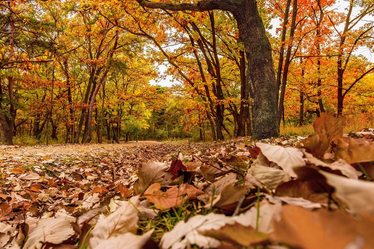 Herbstlaub