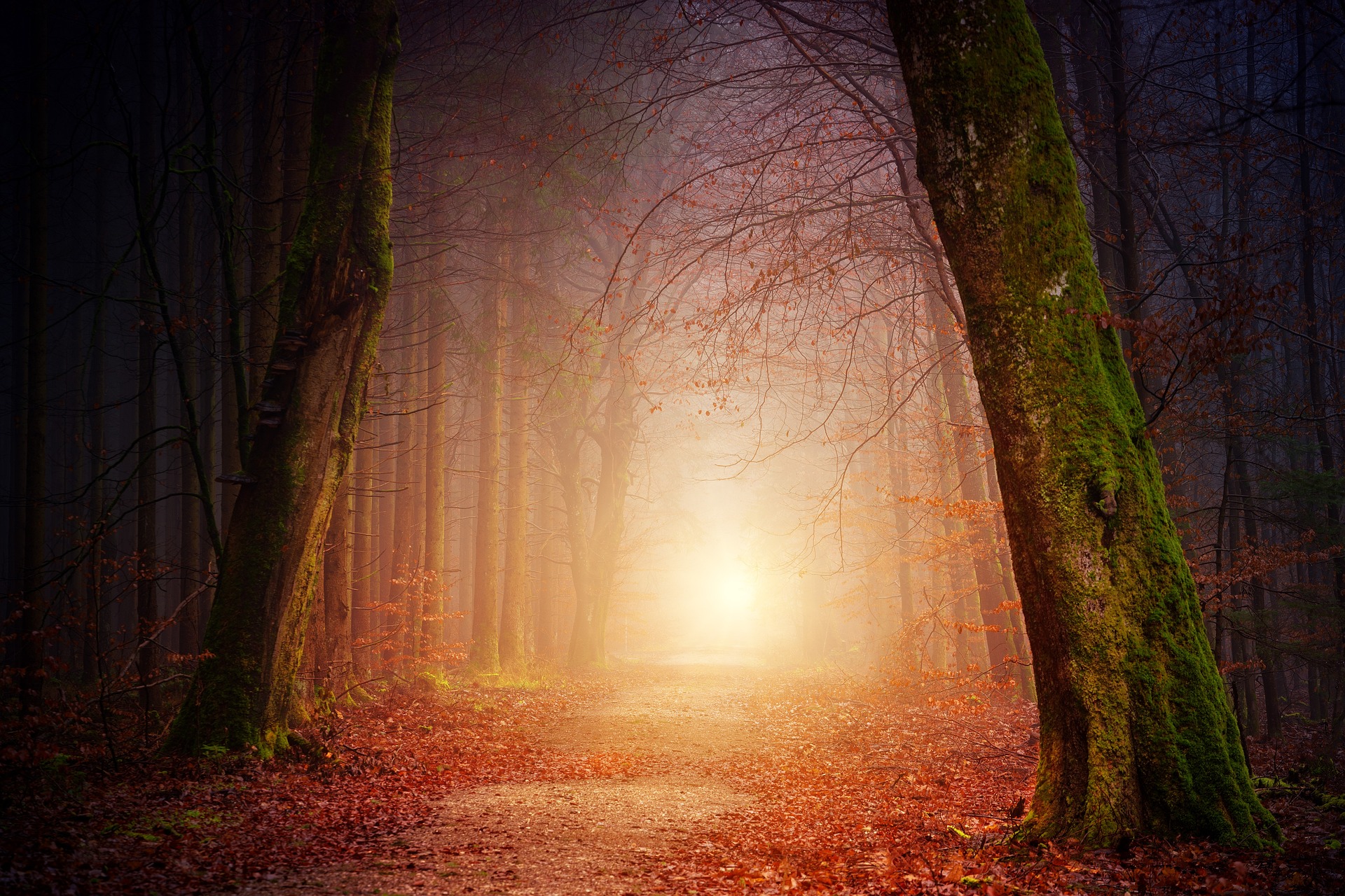 Herbststimmung im Wald