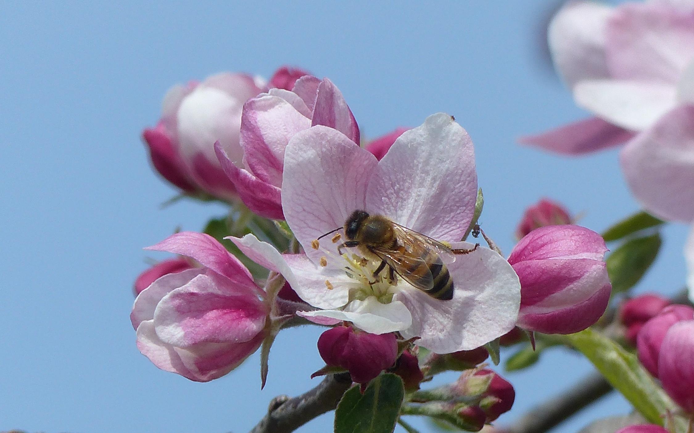 Mai Apfelblüte