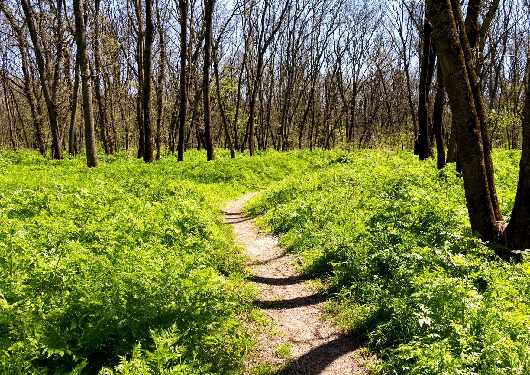 Wald im Frühling