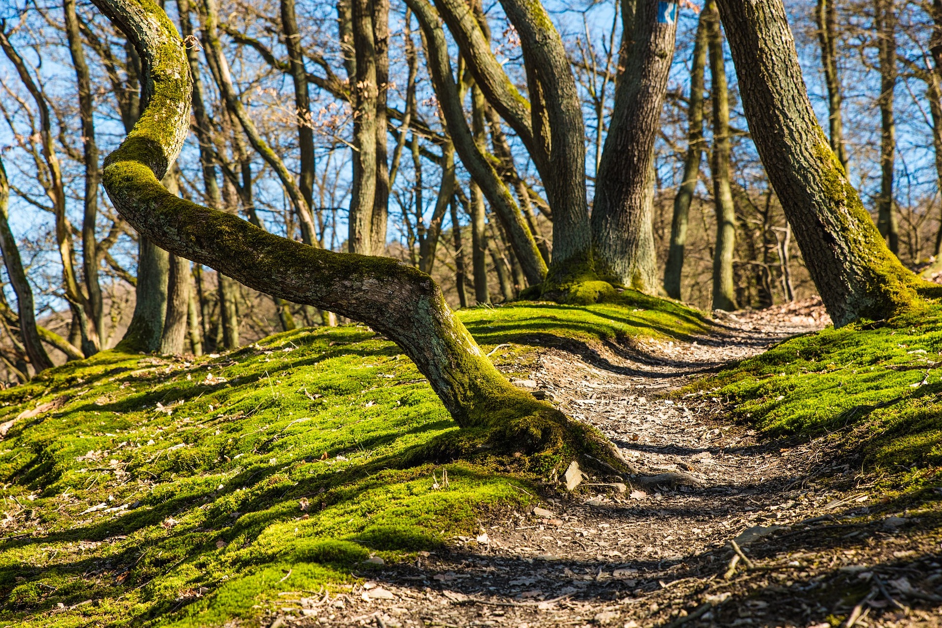 Waldweg
