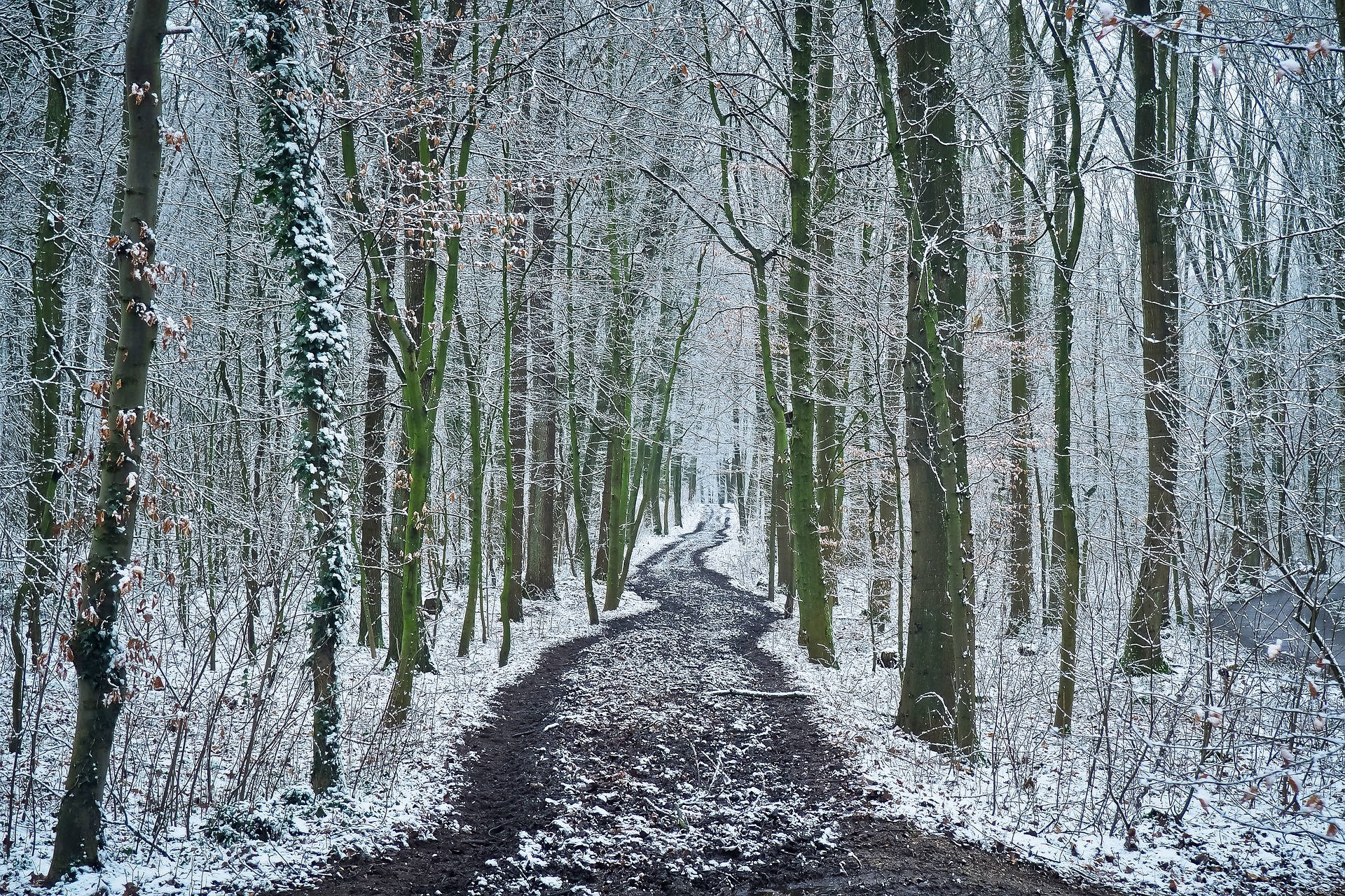 Winterwald