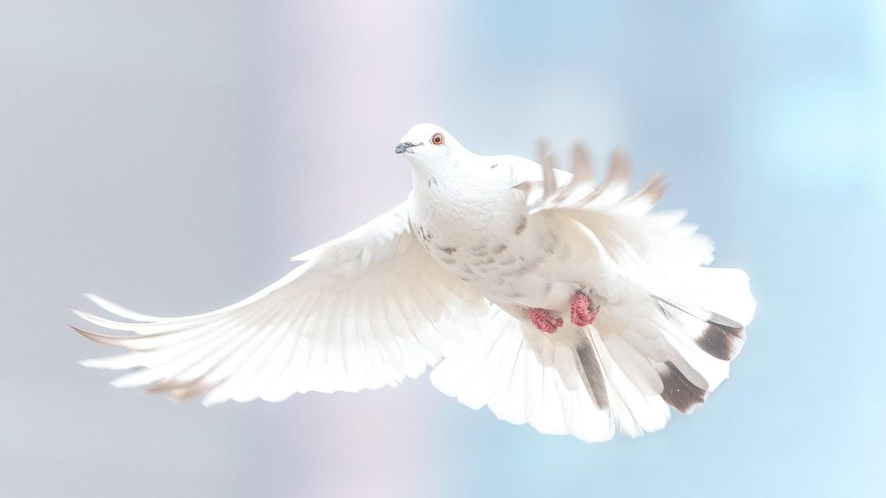 dove-2680487_1280